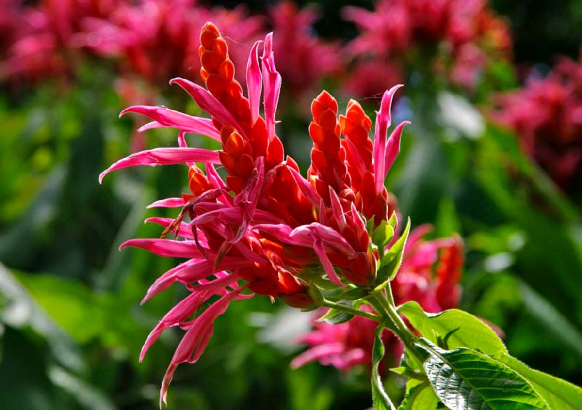 Афеляндра индийская
 