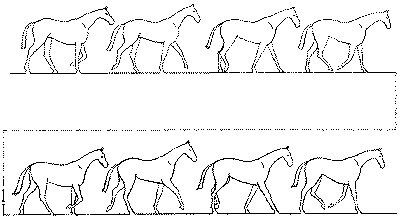 Лошадь походка схема