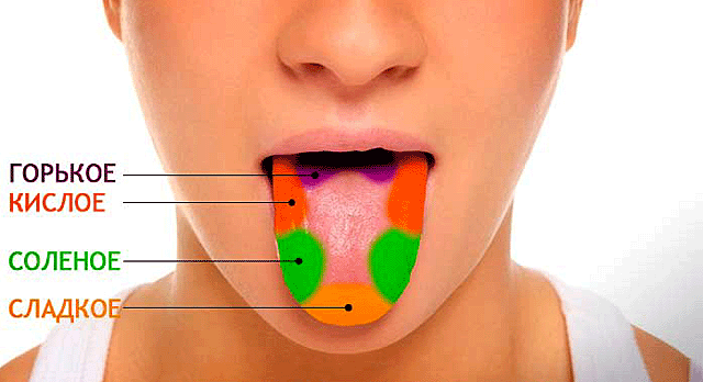 Какой цифрой на рисунке отмечена зона языка отвечающая за распознавание сладкого вкуса