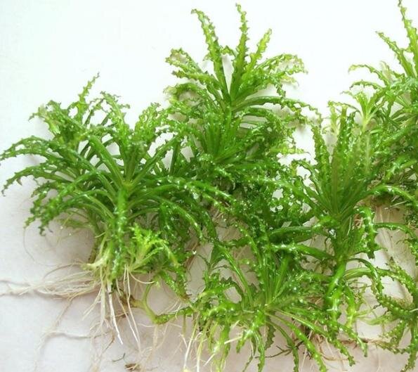 Красивое аквариумное растение с фигурными листьями, имеет компактные размеры и поразительно красивый зеленый цвет. Быстро образует впечатляющий ковер на переднем плане. Погостемон Хелфера в природе произрастает в водоемах Юго-Восточной Азии. Впервые это растение было обнаружено в приграничных областях с Бирмой, в Таиланде, где местные жители называют его Daonoi (маленькая звезда). При хорошем освещении образует много боковых побегов. Хотя данное растение и не является почвопокровным. Однако, его побеги укореняются поблизости и формируют новые растения, быстро образуя впечатляющий ковер на переднем плане. Не менее красиво растение смотрится, высаженным отдельными кустами на среднем плане. Однако следует учесть, что его нежные листья по вкусу большинству травоядных рыб и даже креветки, могут покусится на него.