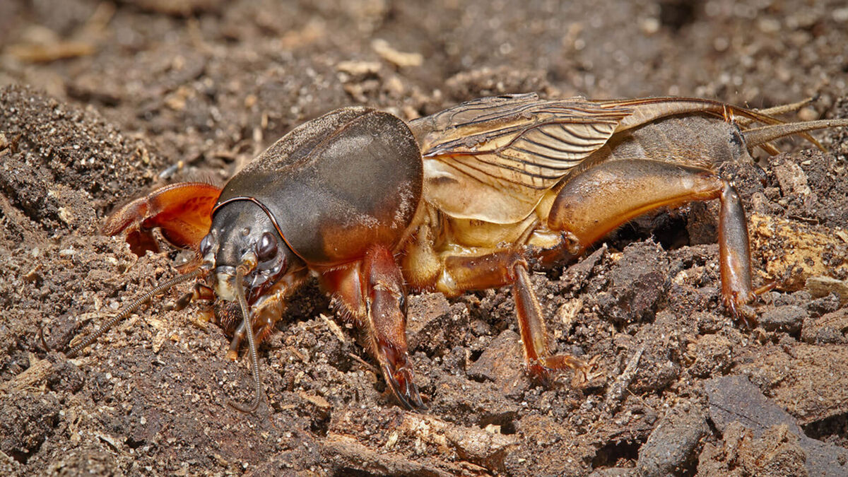 медведку  можно  накормить дробленой скорлупой
