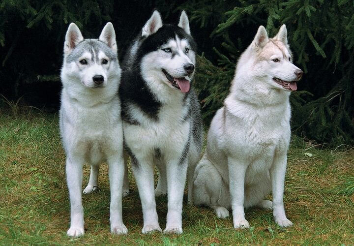 Ваши друзья.