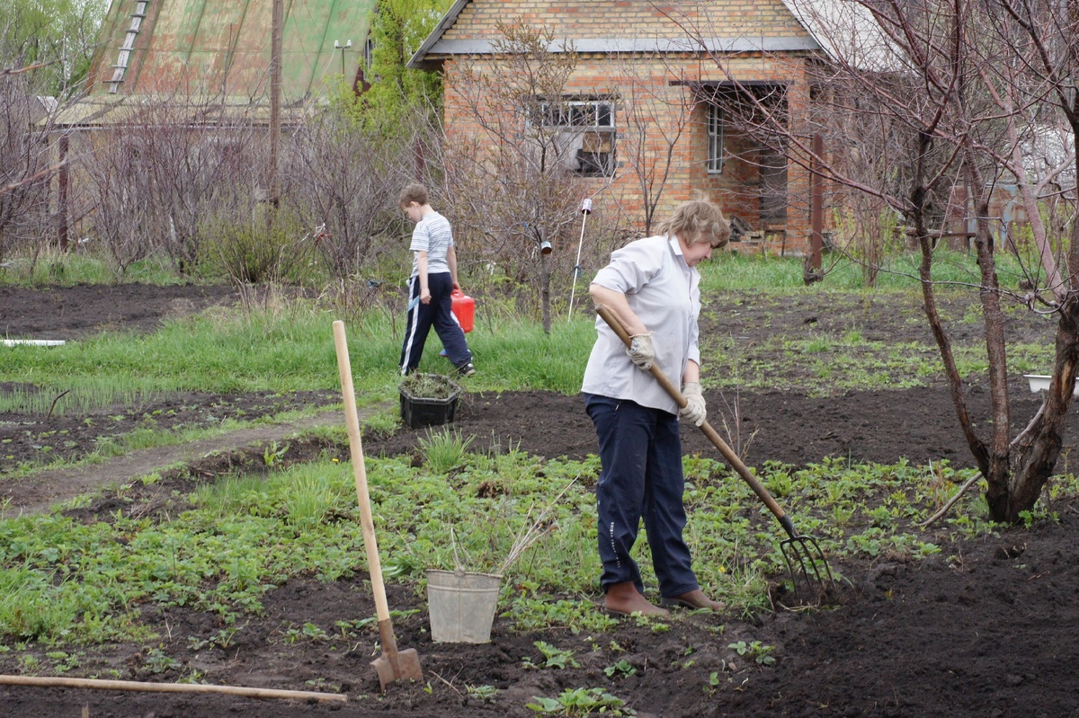 Лопата, вилы, мотоблок - под разные задачи.