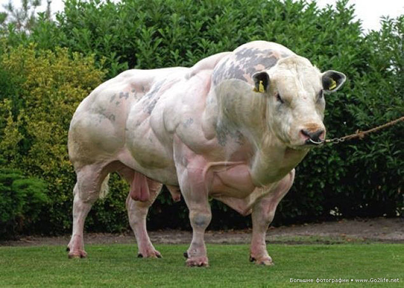 Абердин-ангусская порода коров: содержание, характеристика, фото
