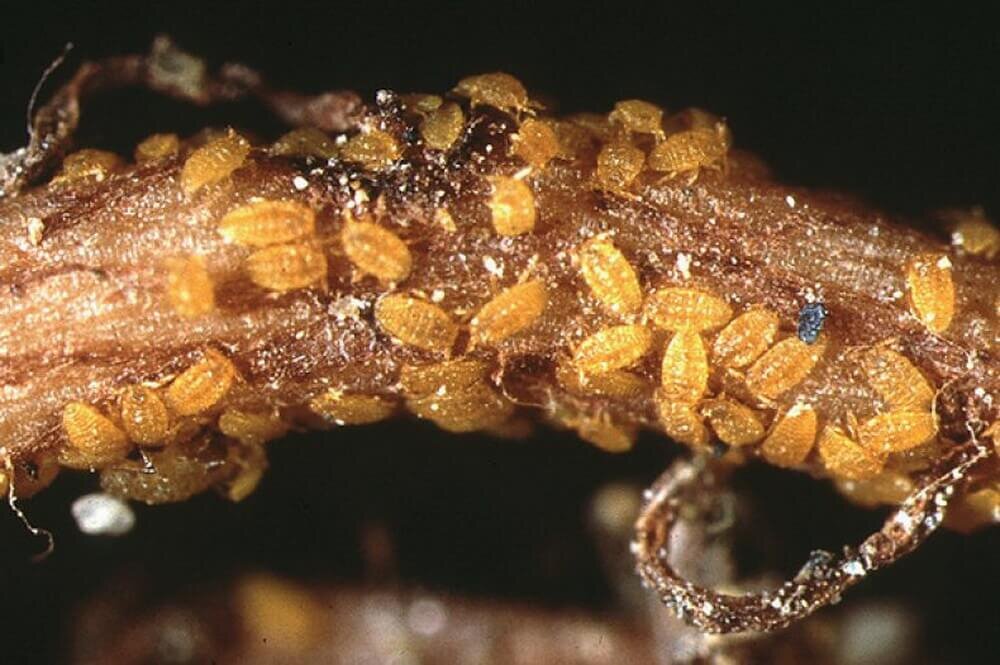 корневая филлоксера.