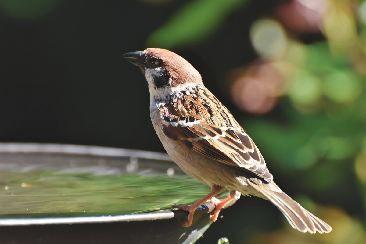 https://cdn.pixabay.com/photo/2019/06/07/17/08/sparrow-4258645_1280.jpg