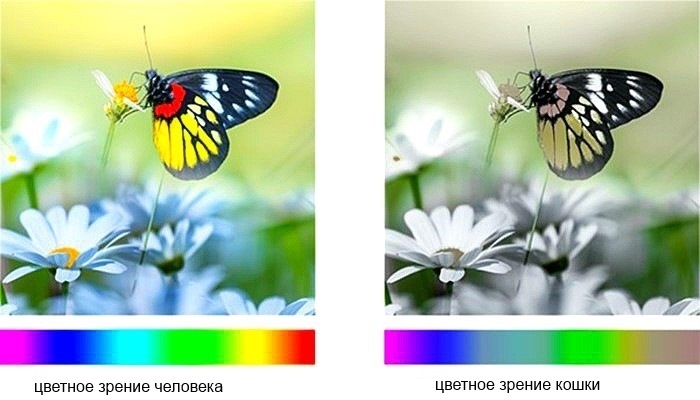 Зрение Кошки 