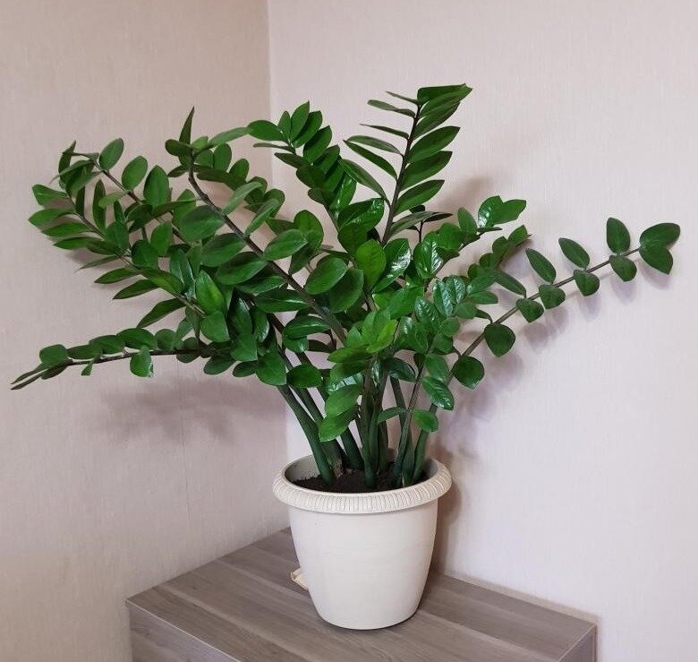 Zamioculcas долларовое дерево