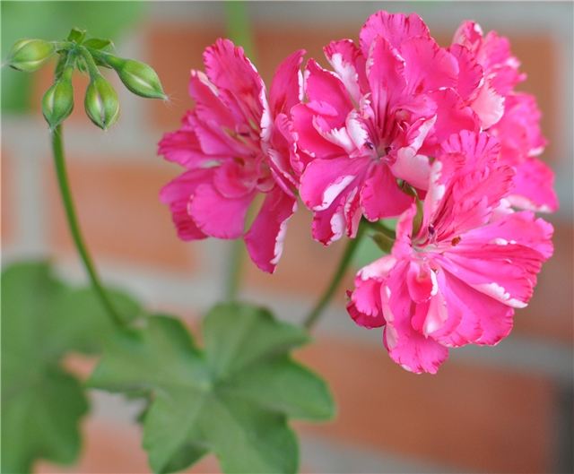 Герань гвоздика. Пеларгония Cerise Carnation. Pink Carnation пеларгония. Пеларгония плющелистная Cerise Carnation. Пеларгония гвоздиковидная.