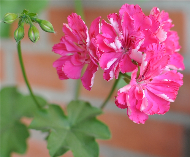 Пеларгония миол шерше ля. Пеларгония Cerise Carnation. Pink Carnation пеларгония. Пеларгония плющелистная Cerise Carnation. Пеларгония плющелистная Pink.