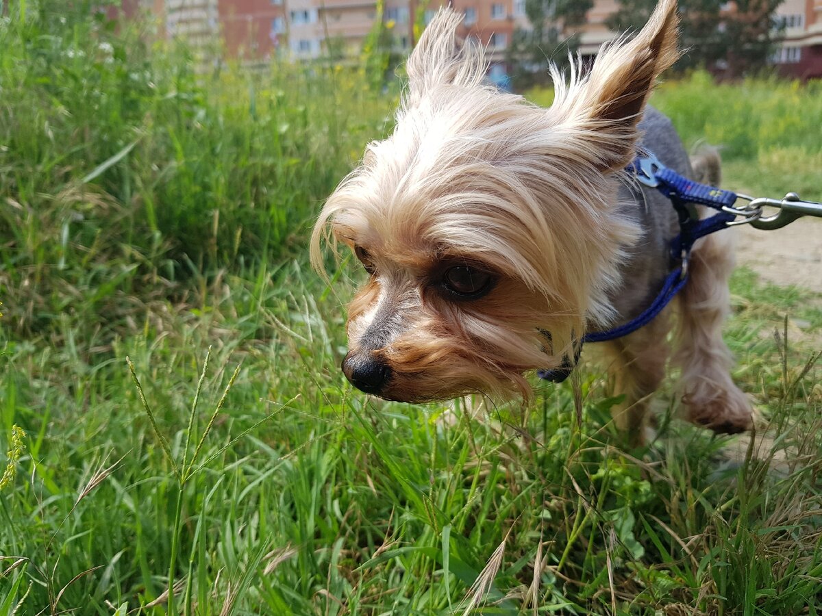 Михаил Сергеевич ищет место для полива зелёных насаждений