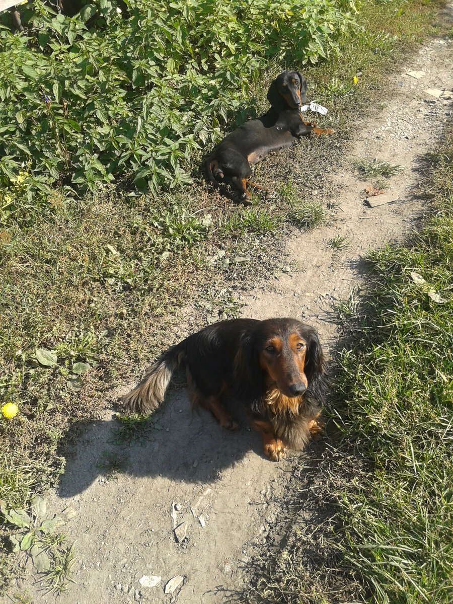 соседские таксы. Рыбу съела лысая)