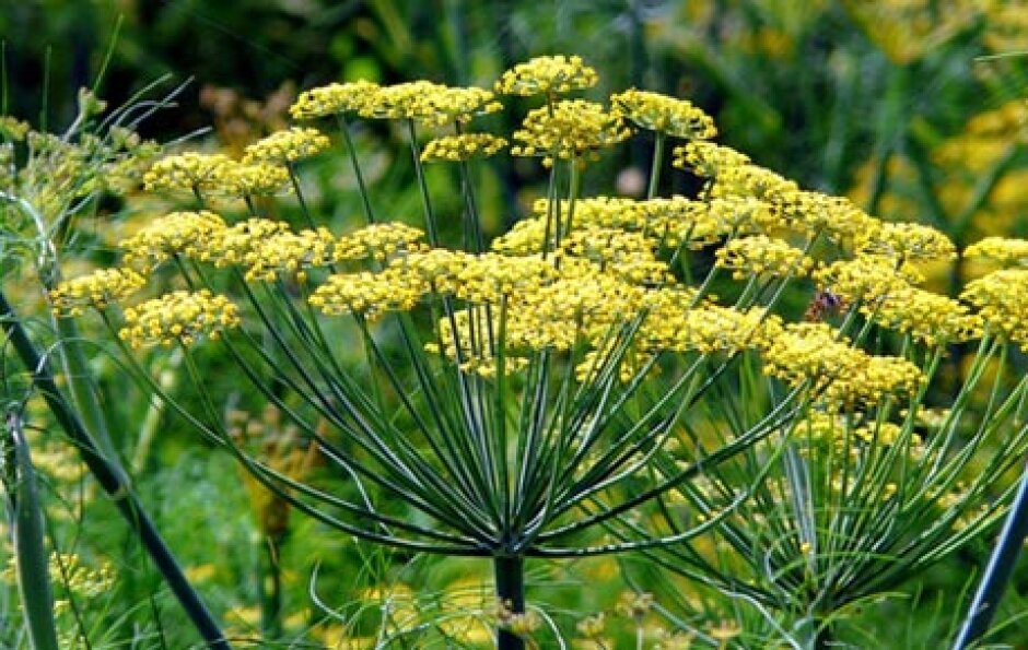                                                                      Фенхель обыкновенный