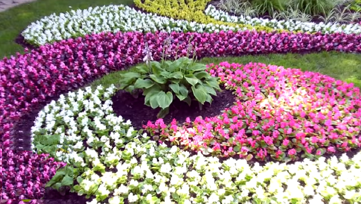 корейская хризантема