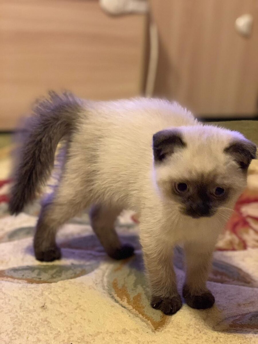 Кошке 1,5 месяца 
