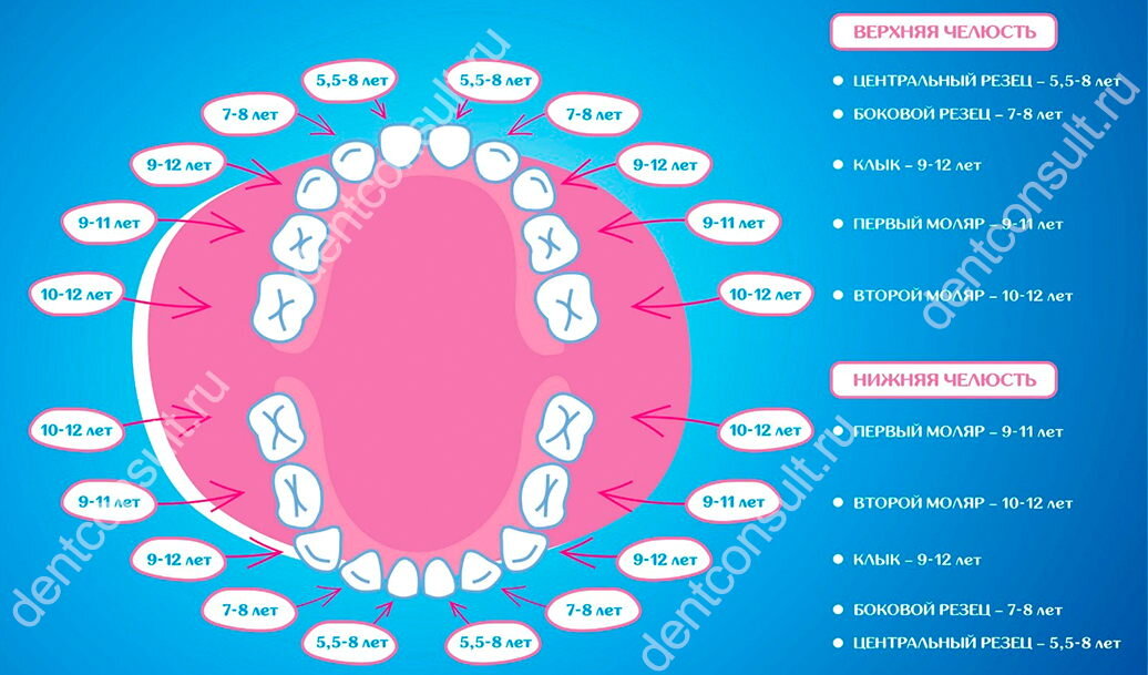 Порядок выпадения молочных зубов у ребенка. Фото: dentconsult.ru
