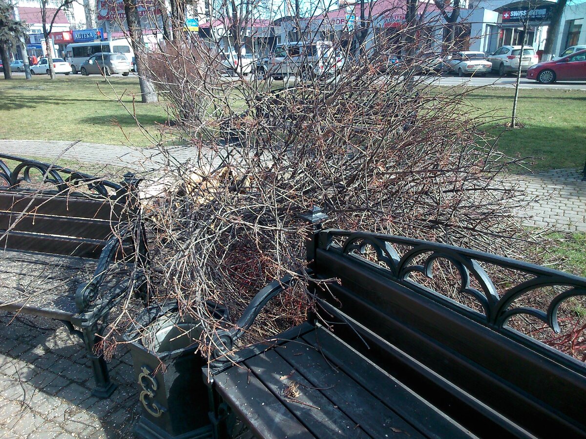 Так на бульваре на Красной рубили знаменитые тополя. 