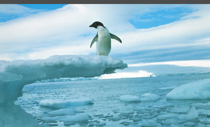 Пингвин в ужасной опасности: он может стать героем плохих стихов!