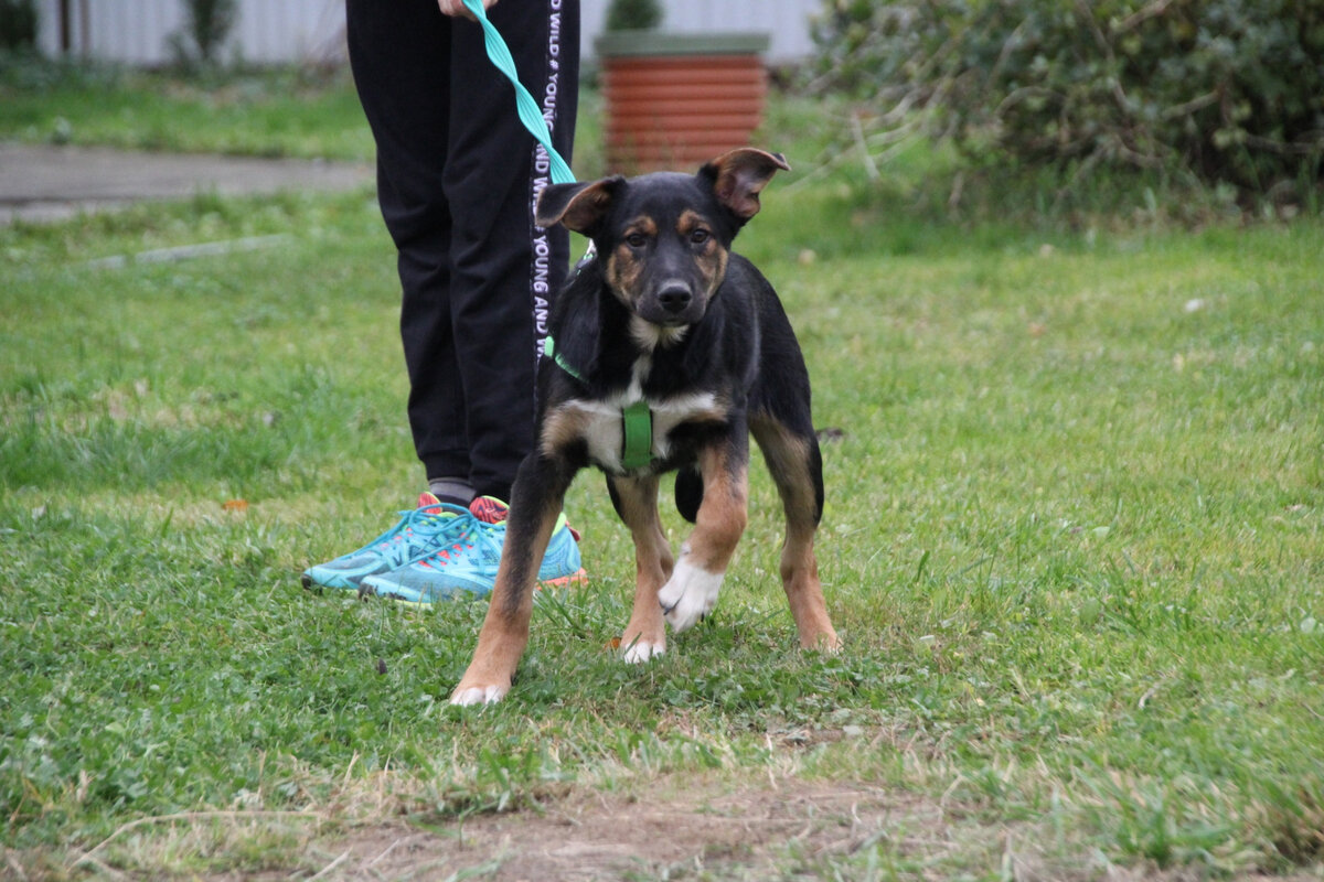 Тимон умеет сурово посмотреть, но в душе он котёнок