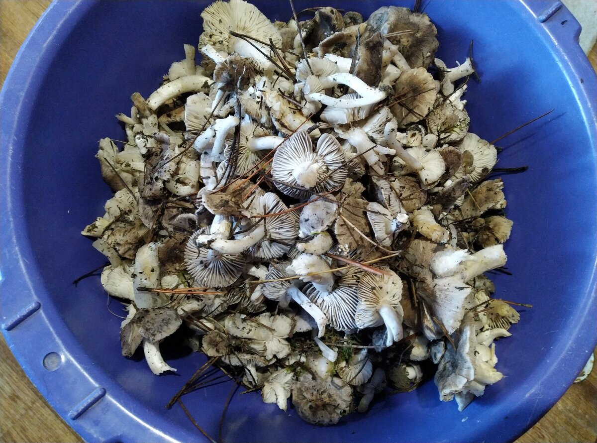 За час с небольшим нарезали 10 литров грибочков.