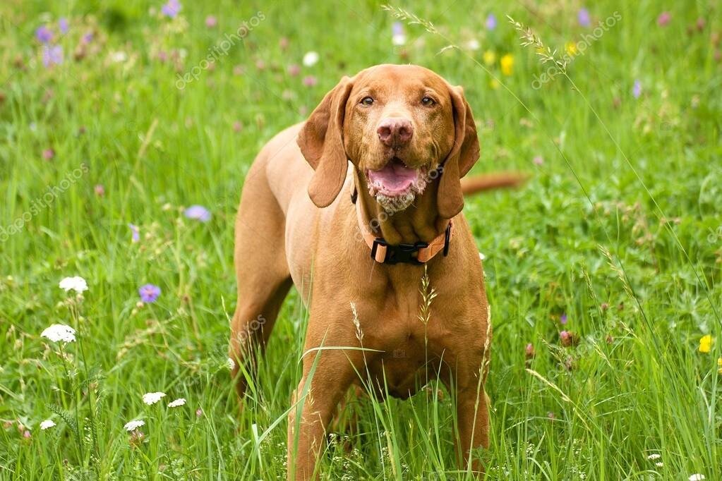 Наш красавец Буян