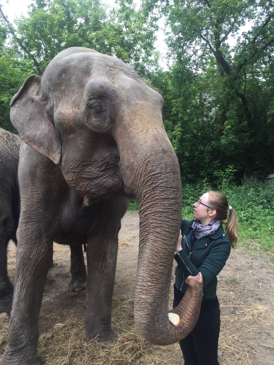 Слонихи очень хитрые - когда даешь им кусок батона или моркови, они сначала его убирают и тут же требуют еще. Когда на хоботе накопится достаточно еды, тогда они уже все это добро кладут в рот. И да, в Перми летом иногда приходится ходить в куртке и шарфе.