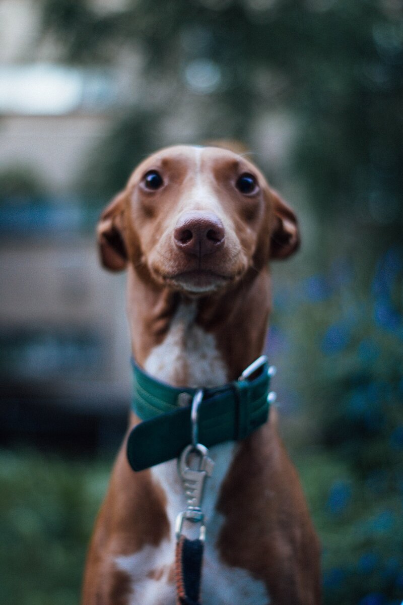 1. Фараонова собака