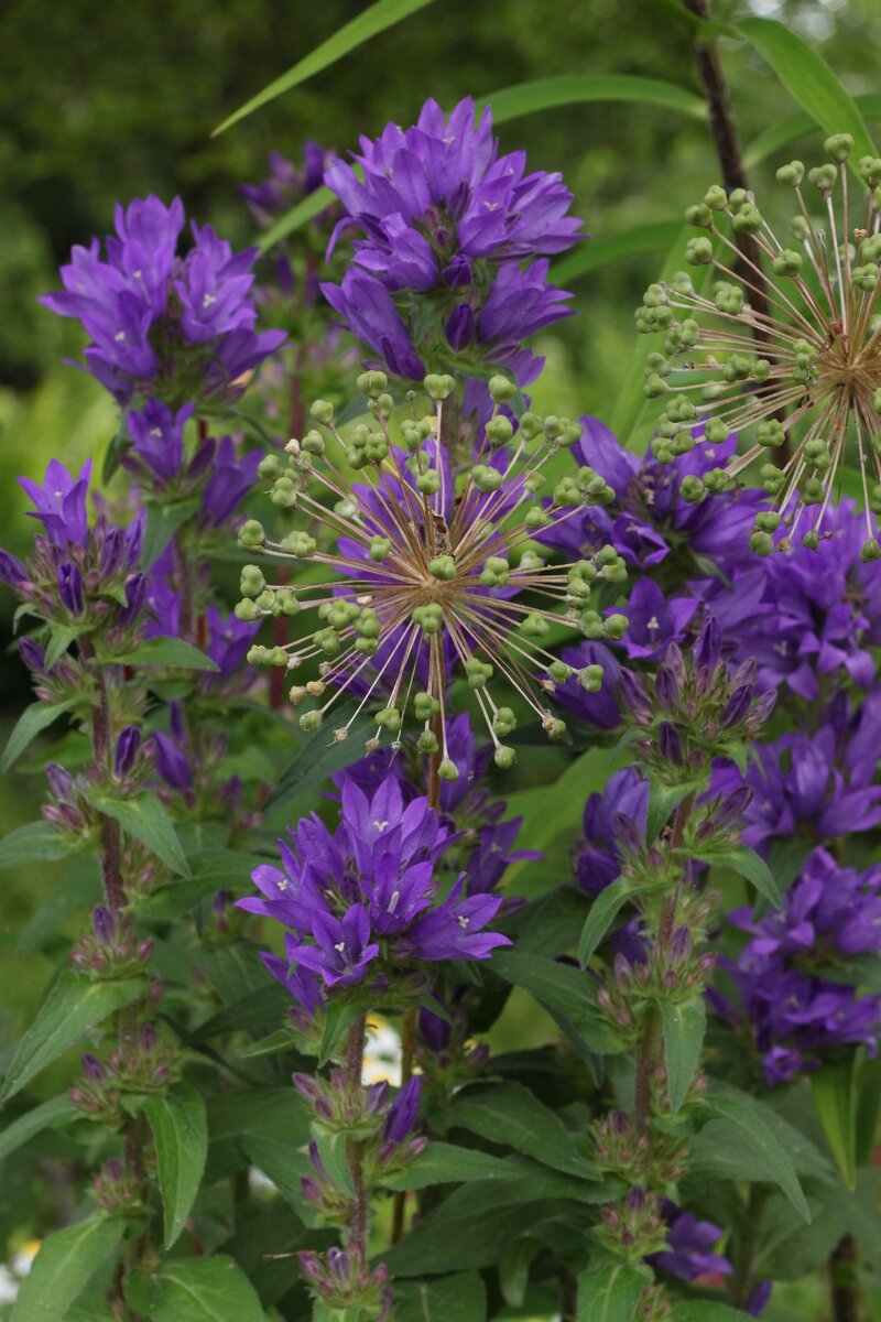 Колокольчик скученный