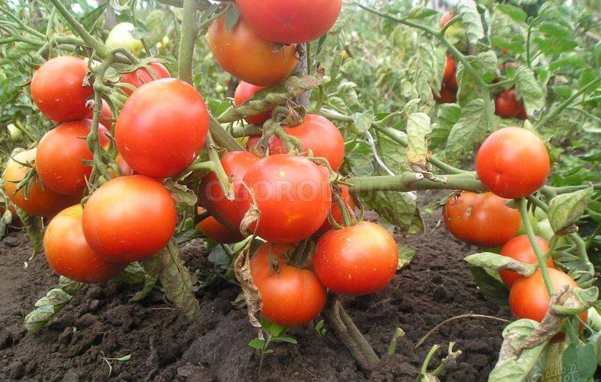 Секреты моего урожая томатов: непогоде вопреки