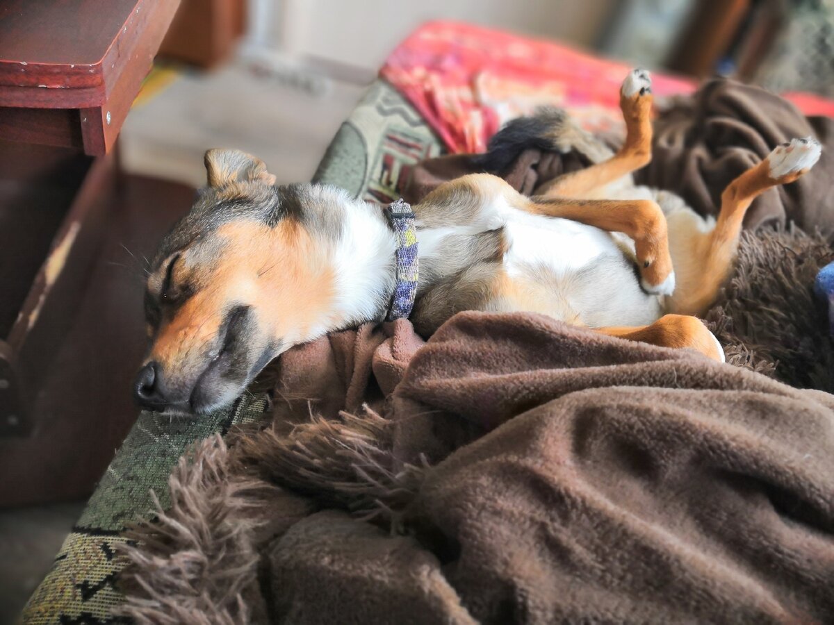 Джерри 5 месяцев. 