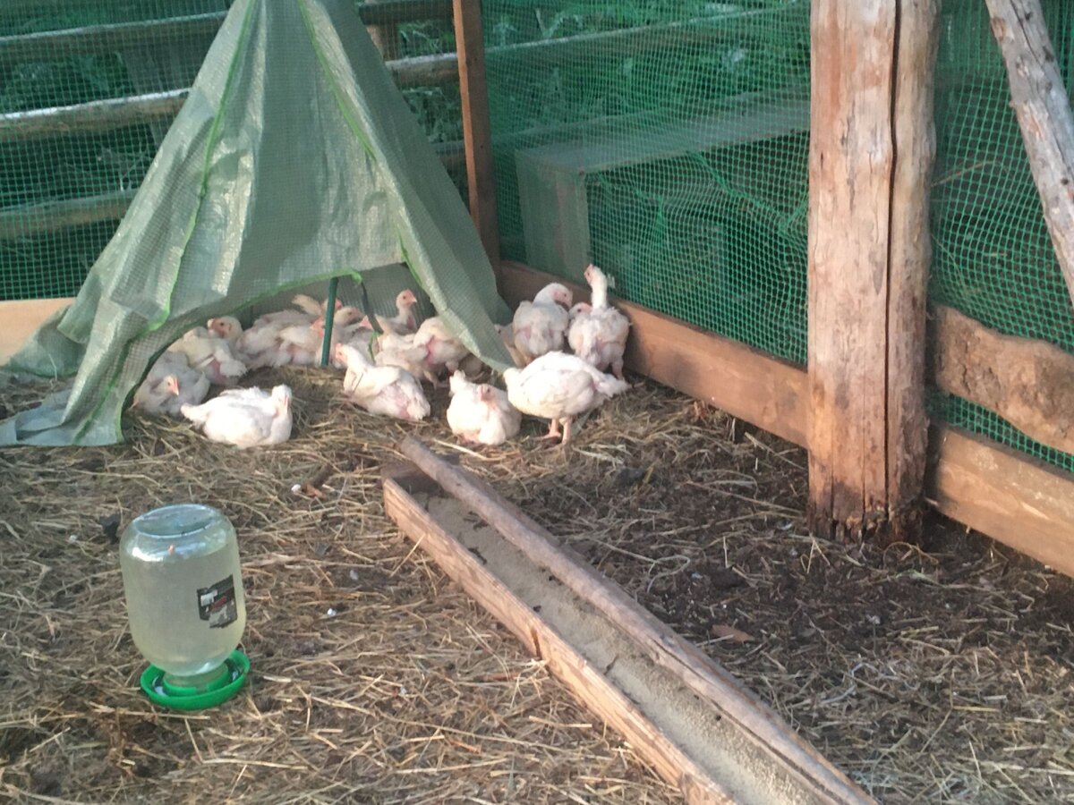 На фото цыплятам 20 с чем-то дней, вроде...