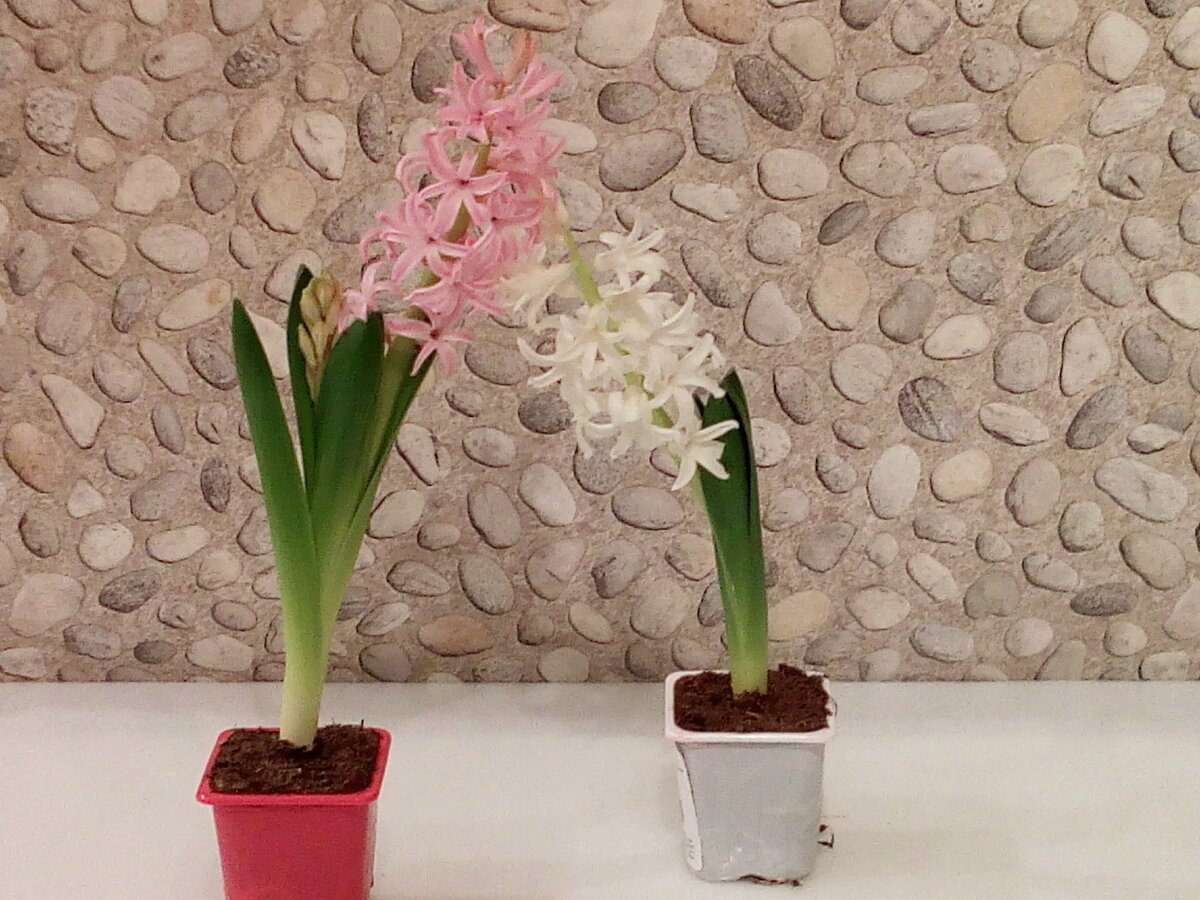 Падают под своим весом