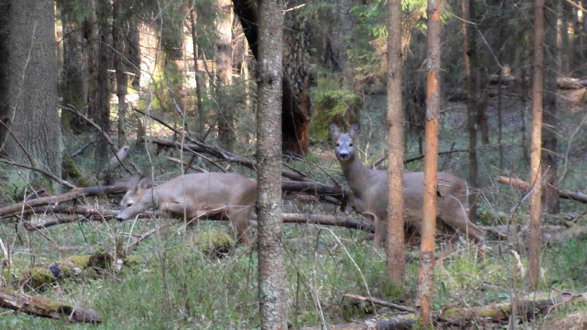 Фото "Старый Солдат" Лес - пригородный, март 2020.