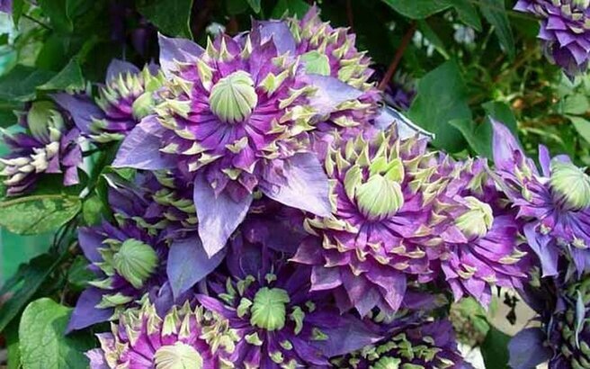 Отзывы о Клематисе Таежный снег: