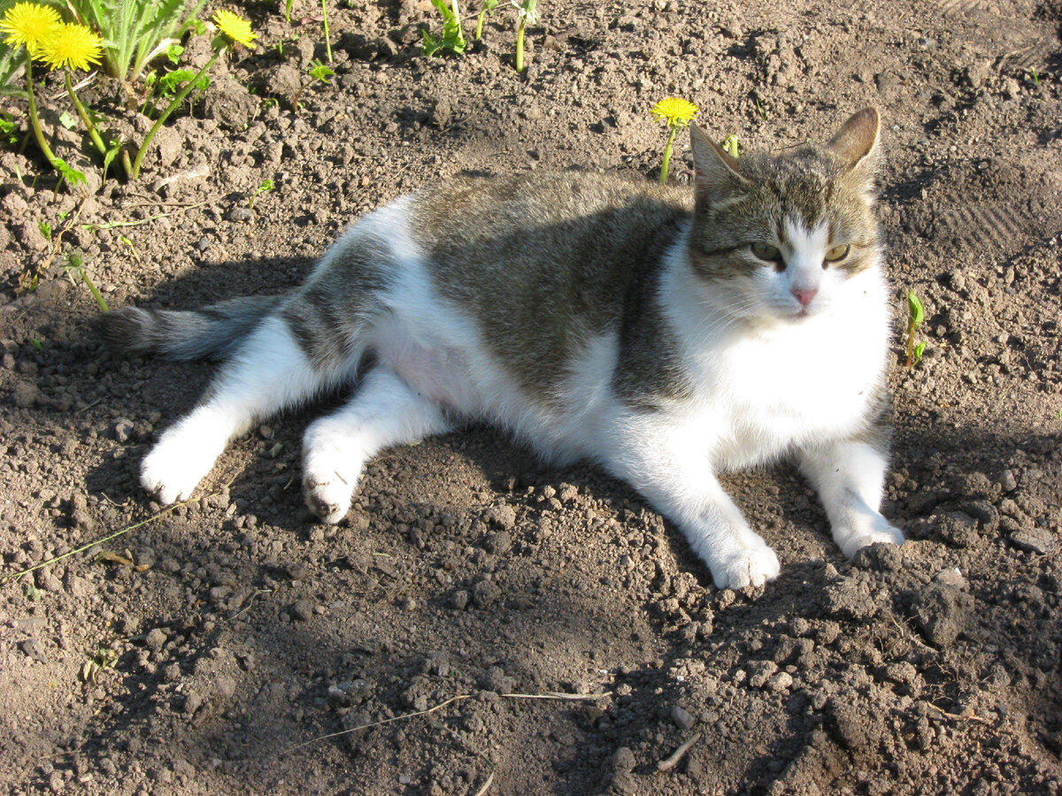 Обожает сырое мясо. Говядину, свинину, курятину. Фото мое.