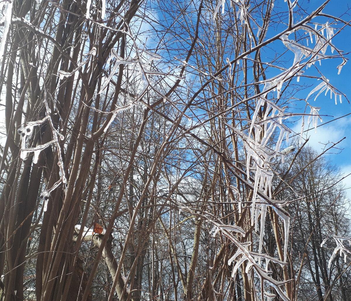 Как хорошо, что снежком угодили в меня