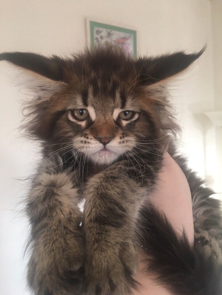 Фото из личного архива. Пинки-пай Котоамацуками в возрасте  2 месяца