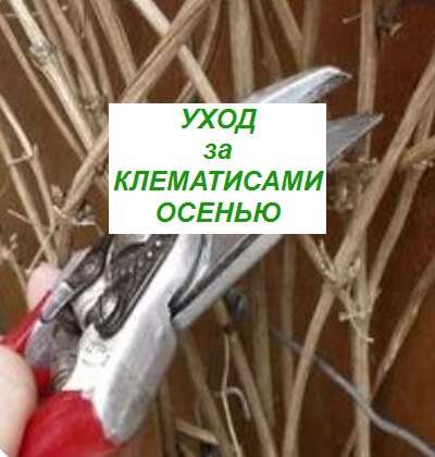 уход за клематисами осенью 