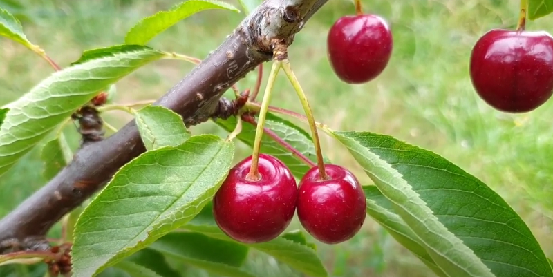 Выбираем лучшие сорта черешни для климата средней полосы — чтобы ягоды быливкусными и деревья плодоносили как можно дольше