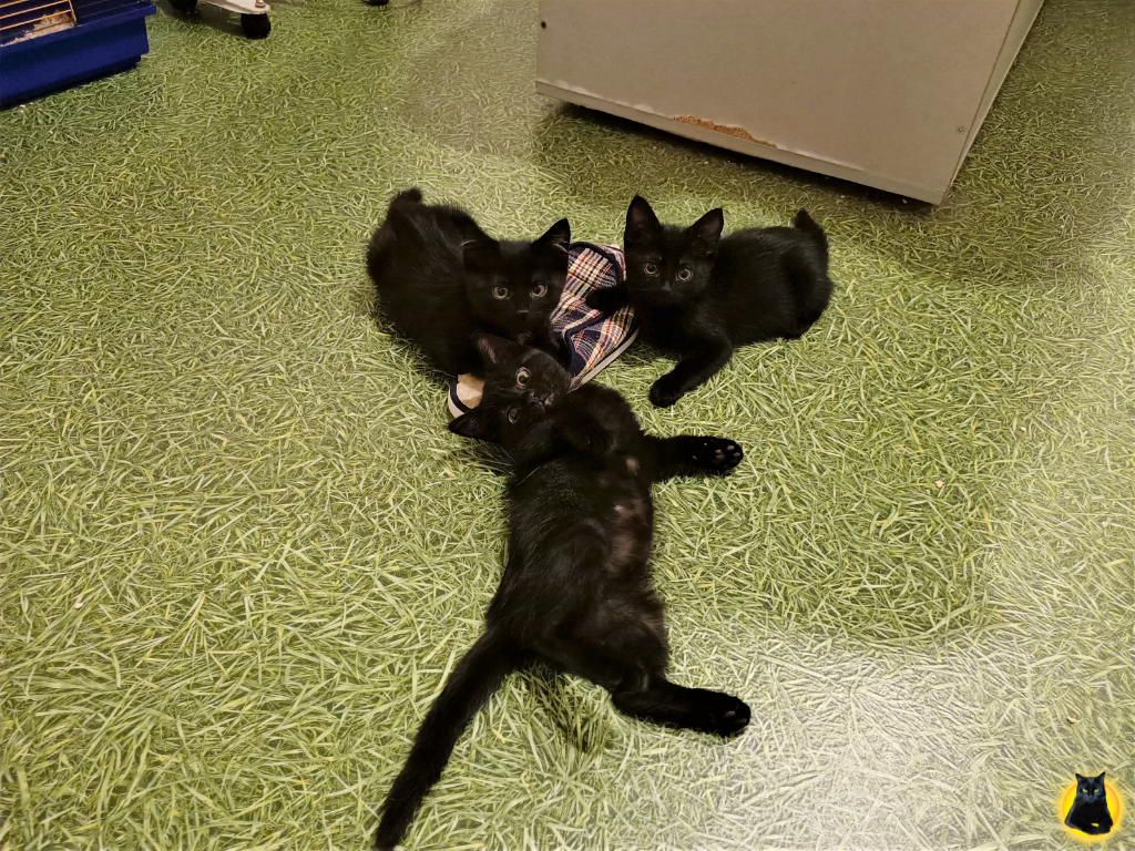 Три маленьких чертенка