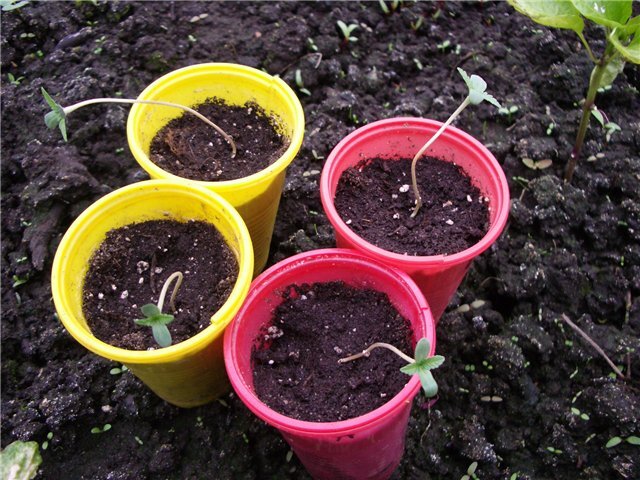  Крутящий момент :