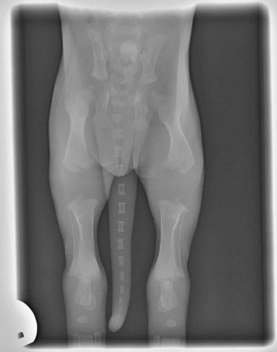 Делаем рентген собаке на дисплазию тазобедренного сустава