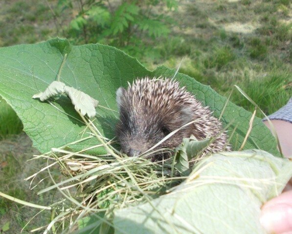 Этот ежонок из 2016 года, пожалуй, самая удивительная встреча с животным в моей жизни.
