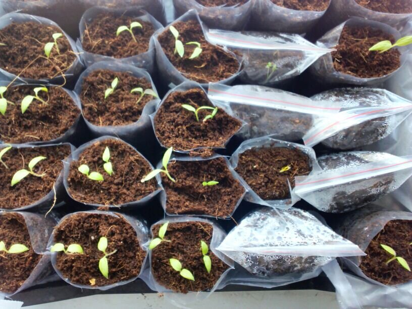 Сею с запасом - по 2-3 сеянца в горшочке, фото автора