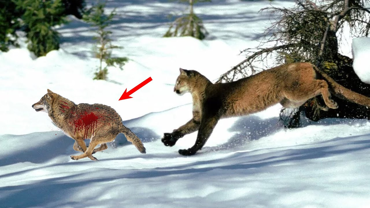 Охота на лису волка. Рысь против волка. Волк vs Пума.