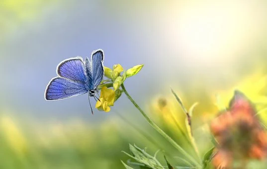 https://pixabay.com/