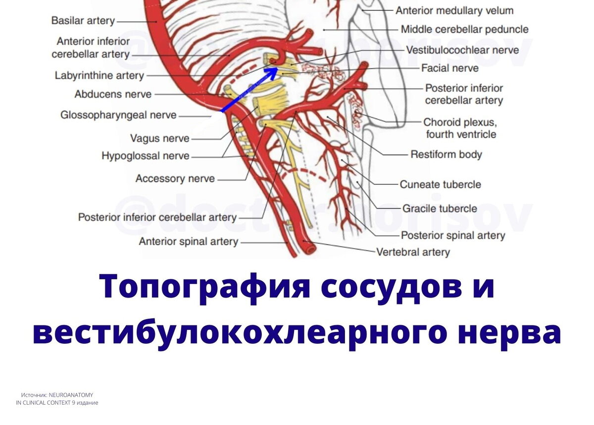 Топография сосудов и нервов: вестибулярная пароксизмия