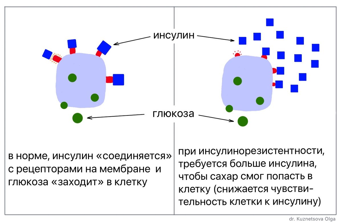 Увеличение инсулина в крови. Схема формирования инсулинорезистентности. Повышение чувствительности к инсулину. Коррекция уровня инсулина в крови. Почему высокий инсулин