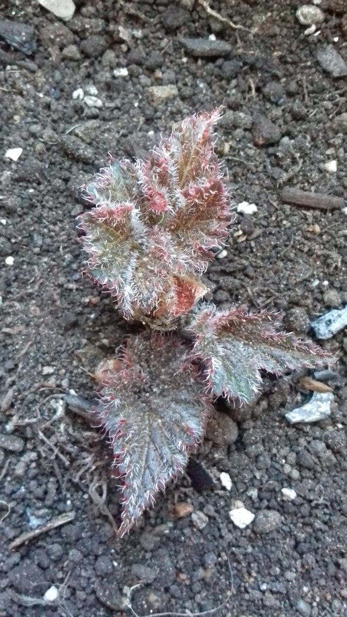 Добавляю грунт до нижних листьев. Нужно достаточно земли, т.к. корней будет много.