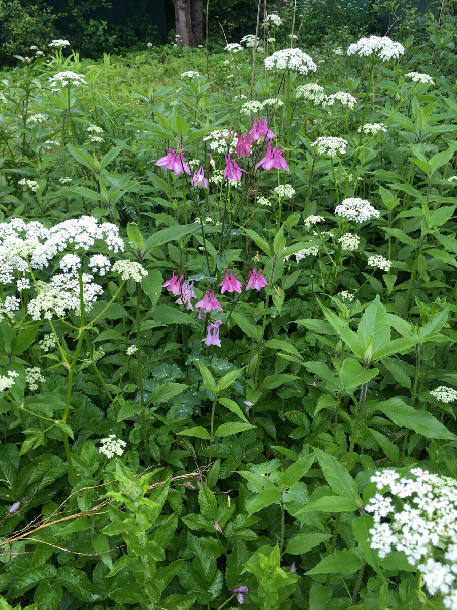 Цветущие сныть и аквилегия среди зелени топинамбура 